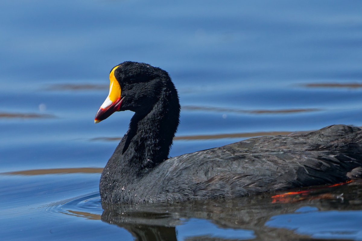 Giant Coot - ML639838389