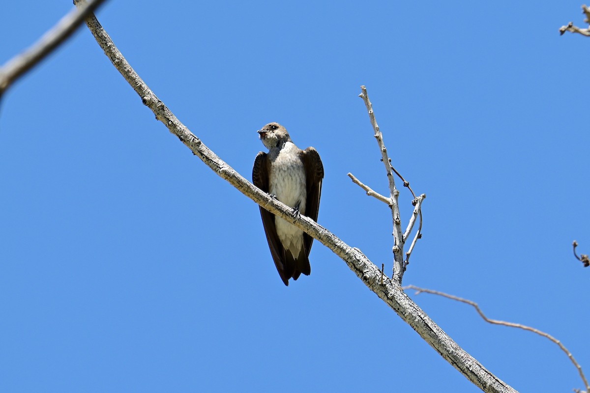 Northern Rough-winged Swallow - ML639838392