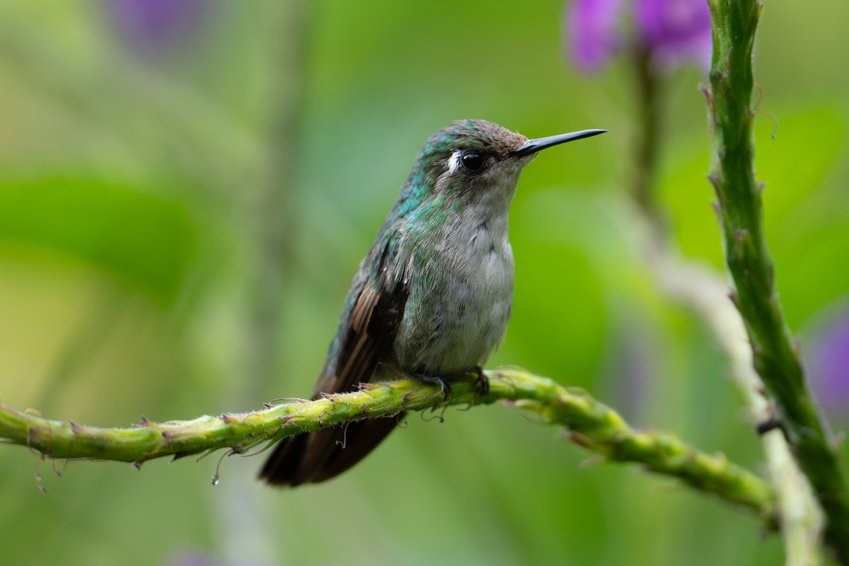 Emerald-chinned Hummingbird - ML639838402
