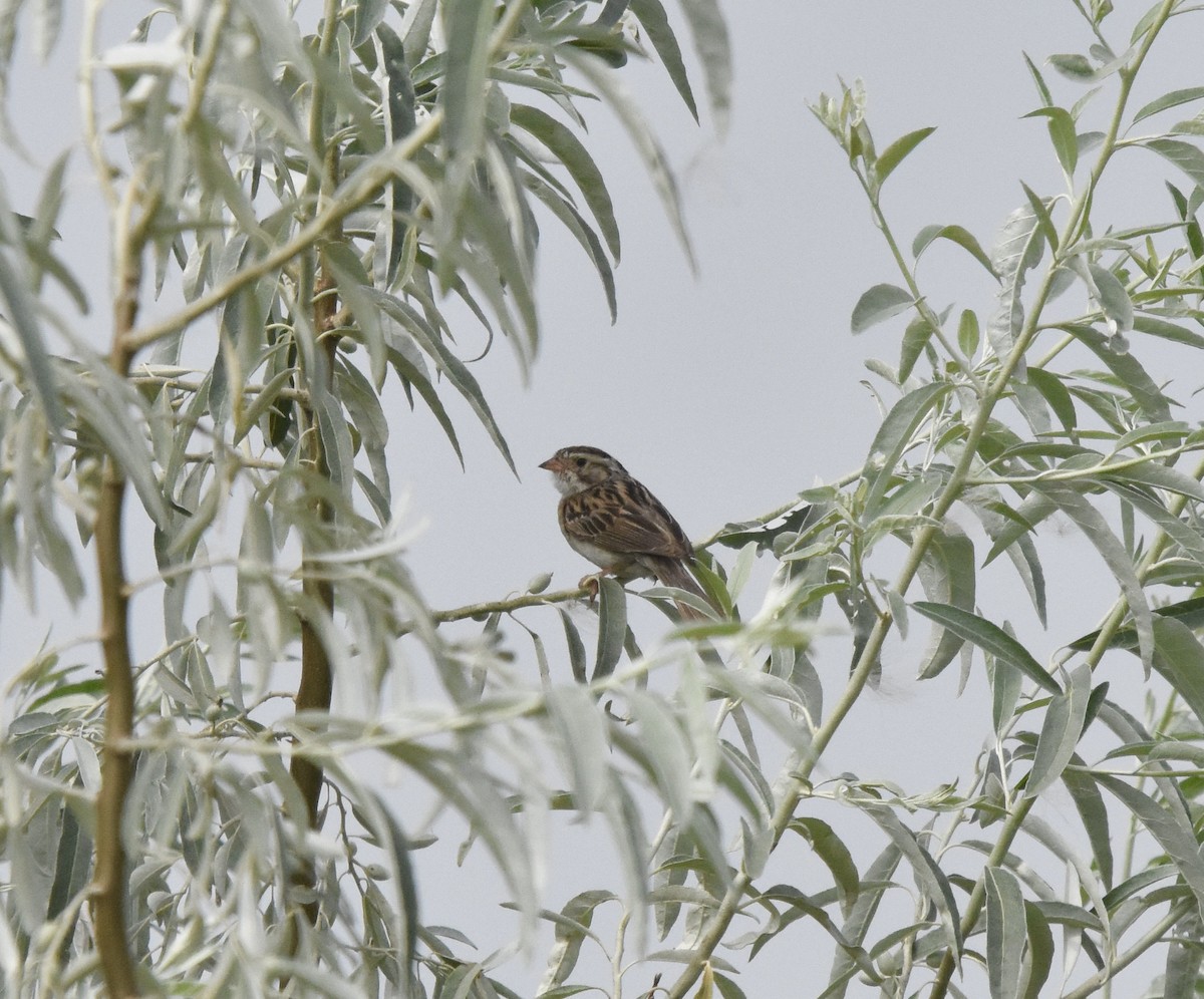 Clay-colored Sparrow - ML639838447