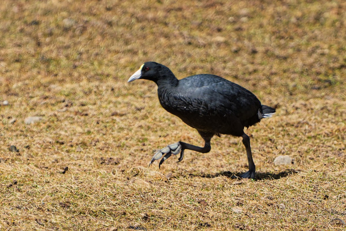 Slate-colored Coot - ML639838494