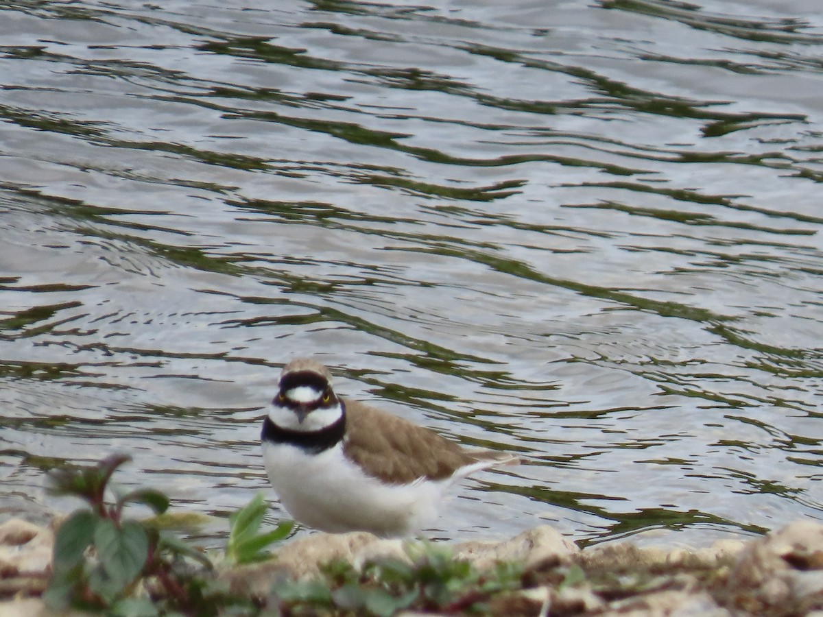 Little Ringed Plover - ML639838497