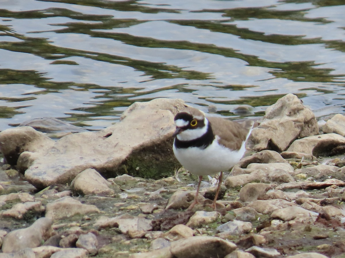 Little Ringed Plover - ML639838512