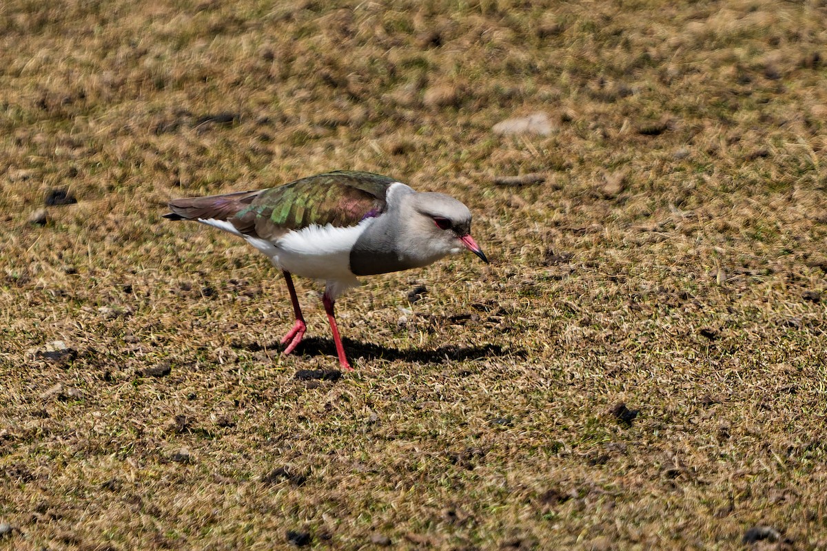 Andean Lapwing - ML639838515
