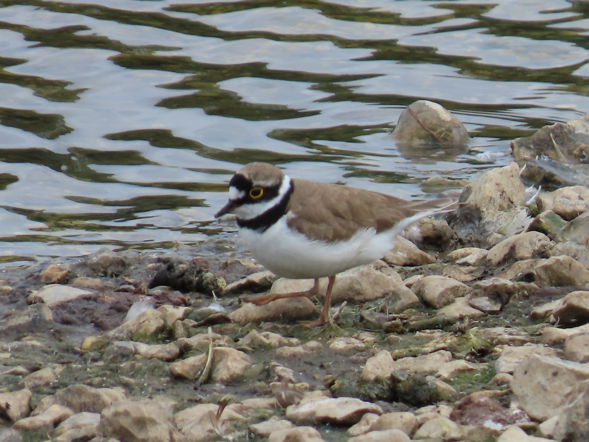 Little Ringed Plover - ML639838539