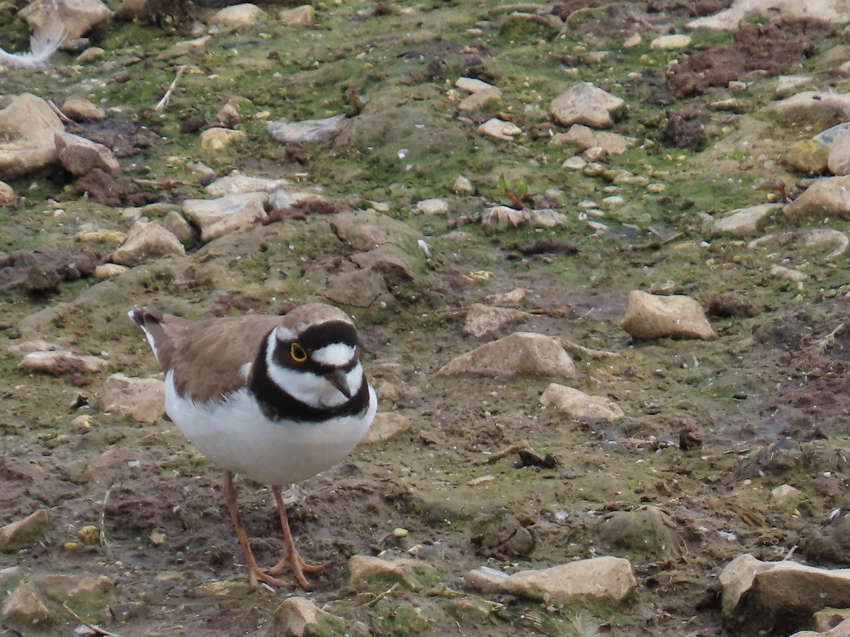 Little Ringed Plover - ML639838569
