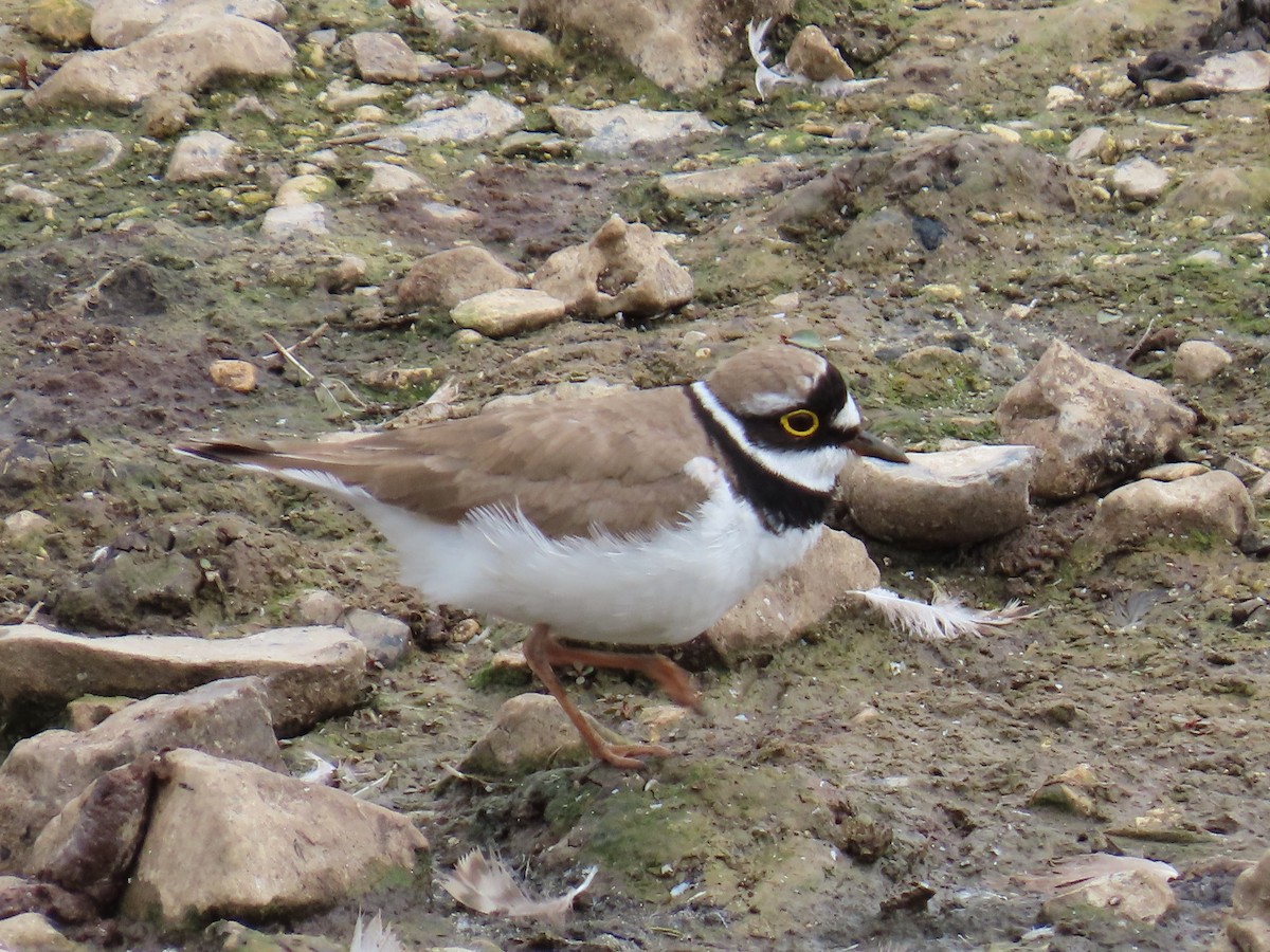 Little Ringed Plover - ML639838588