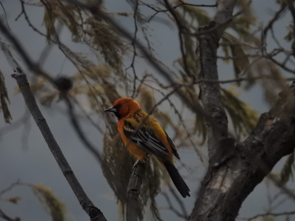 Streak-backed Oriole - ML639838617