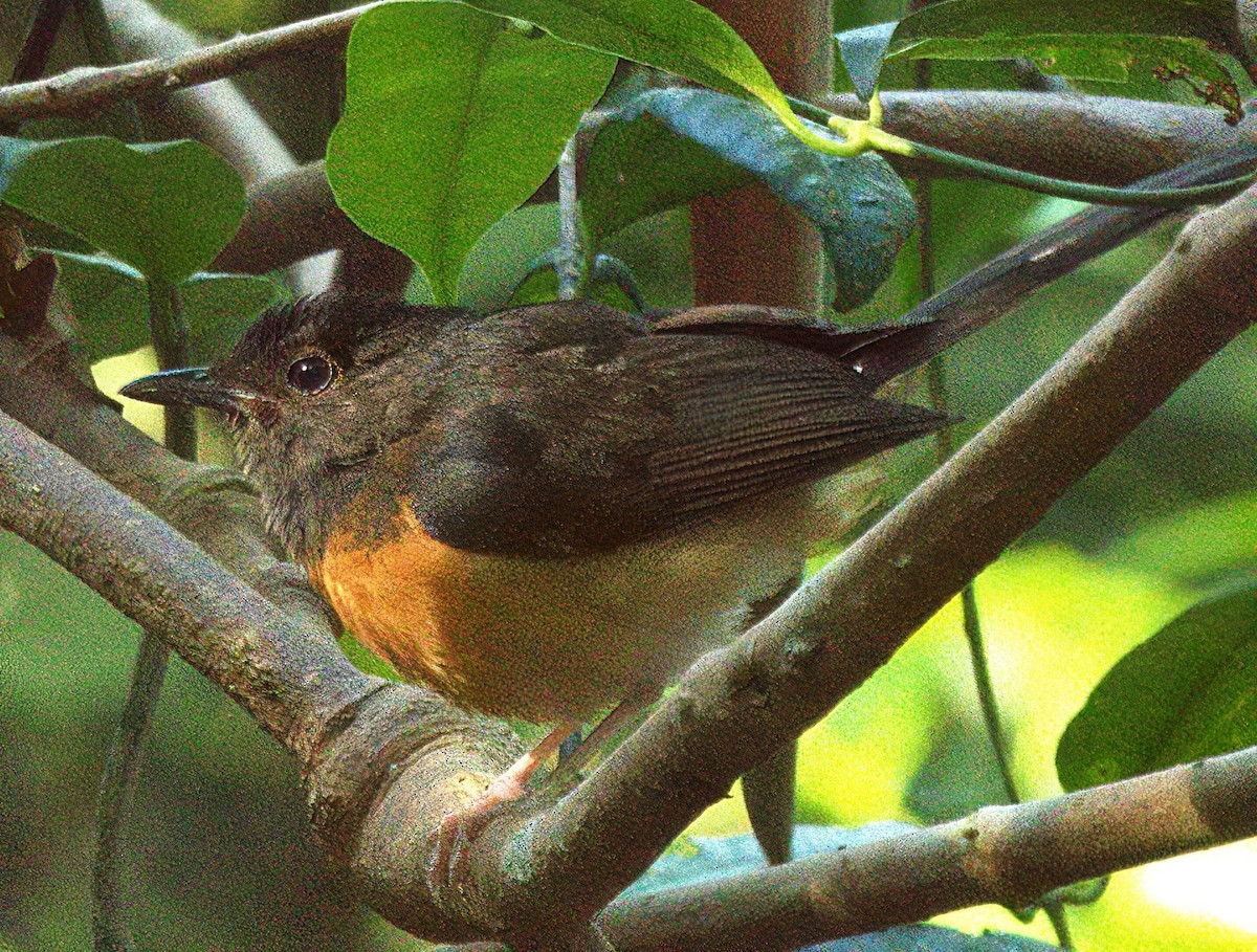 White-rumped Shama (White-rumped) - ML639838635
