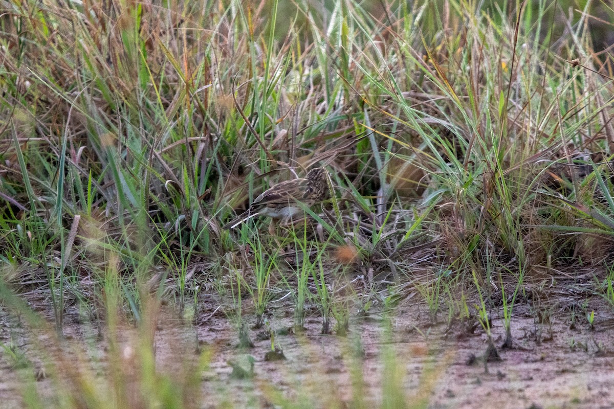 Yellowish Pipit - ML639838737
