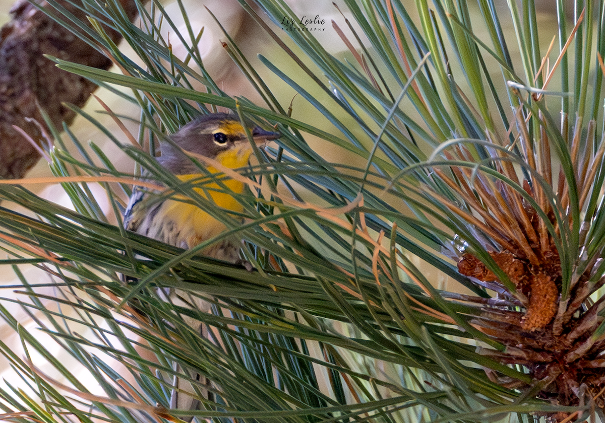 Grace's Warbler - ML639838740