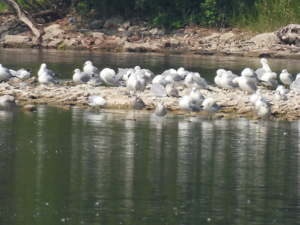 Ring-billed Gull - ML639838742