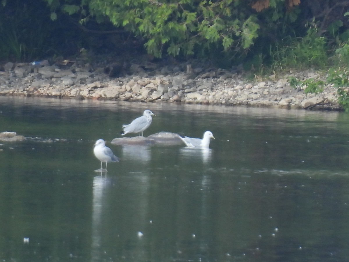 Ring-billed Gull - ML639838743