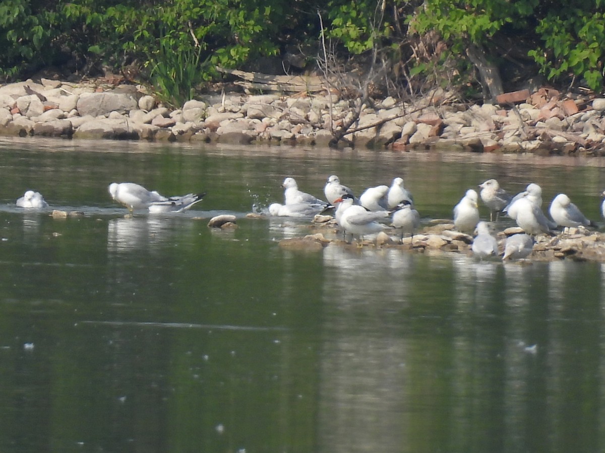 Ring-billed Gull - ML639838745