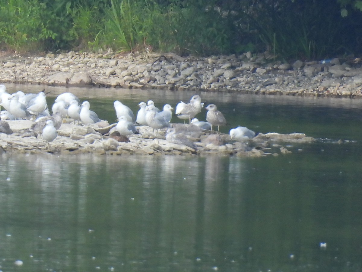 Ring-billed Gull - ML639838747