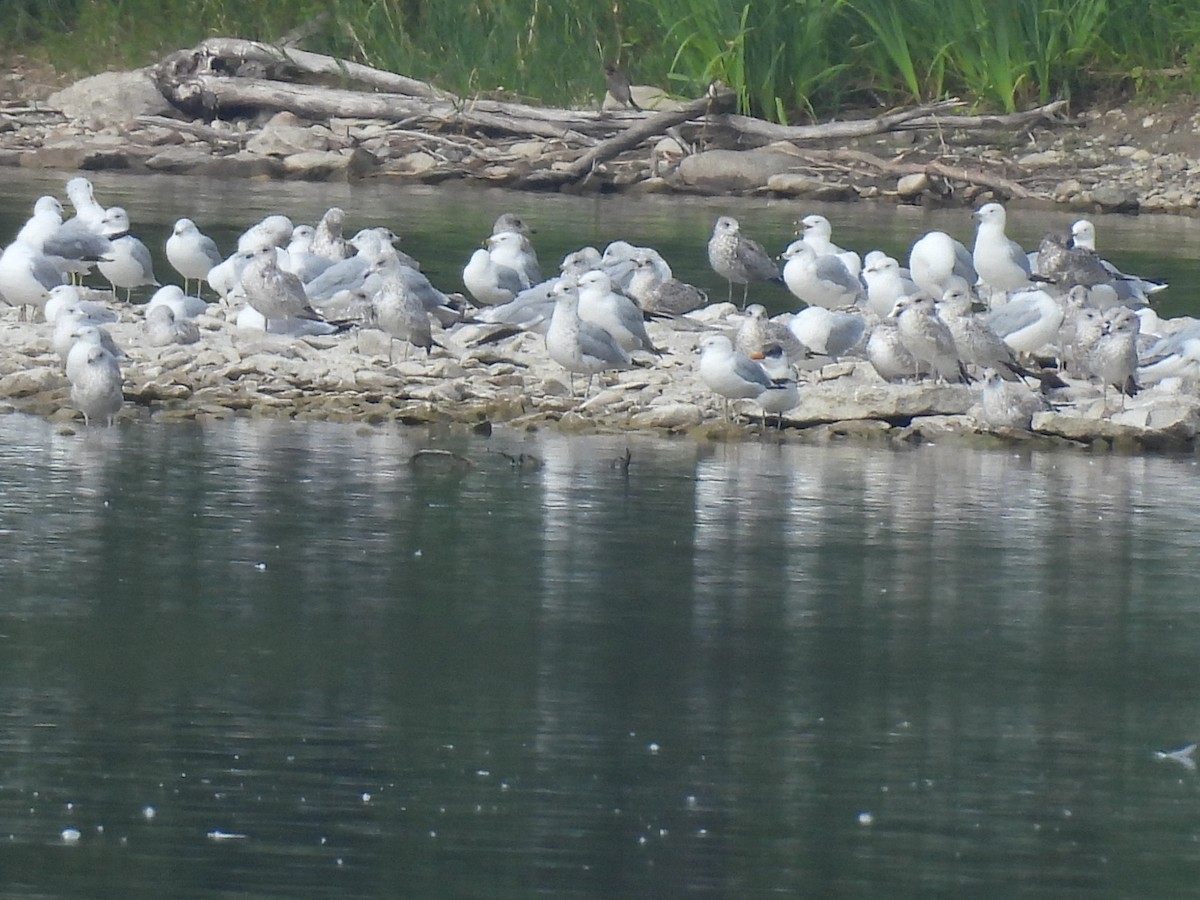 Ring-billed Gull - ML639838748