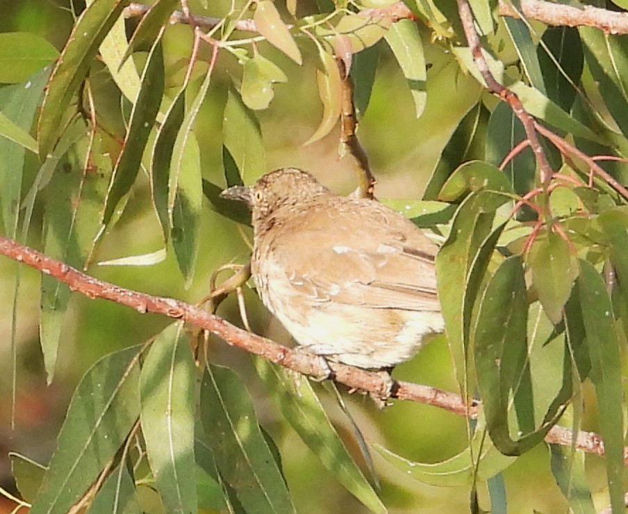 Curve-billed Thrasher - ML639838750