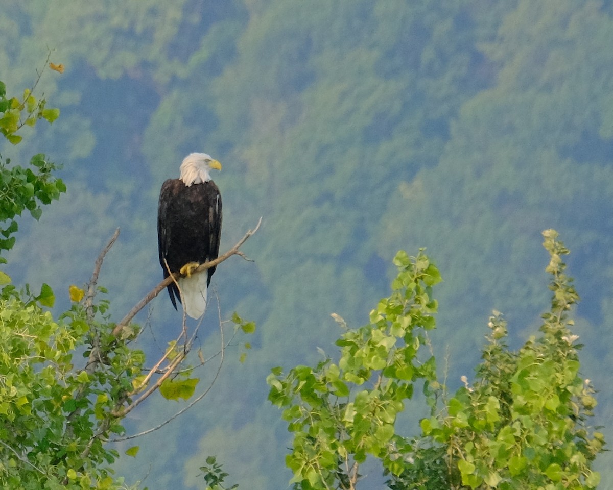 Bald Eagle - ML639838751
