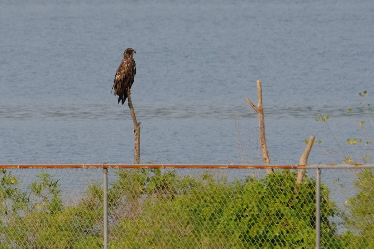 Bald Eagle - ML639838752
