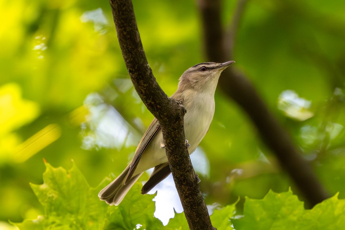 Red-eyed Vireo - ML639838753