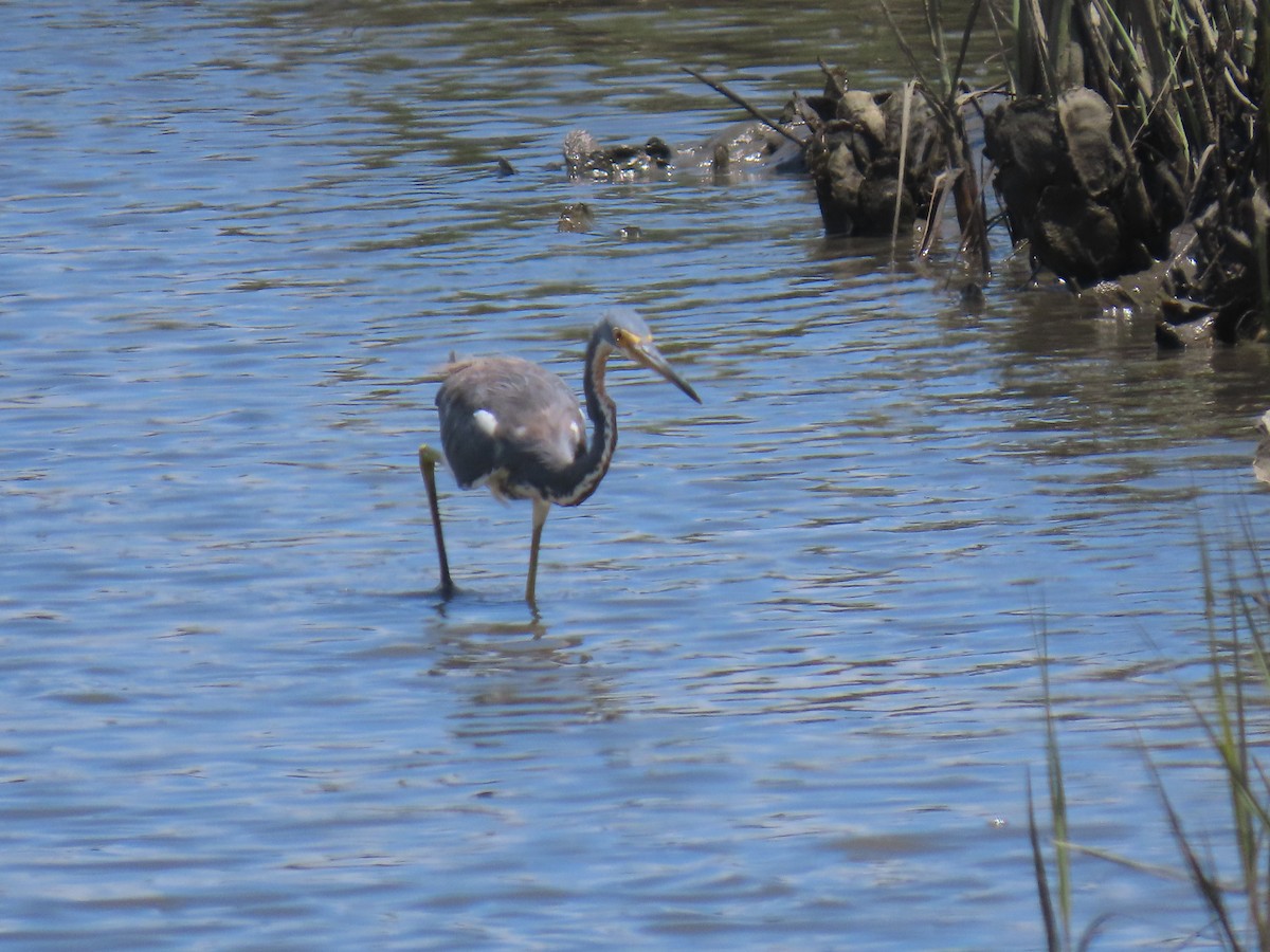 Tricolored Heron - ML639838754