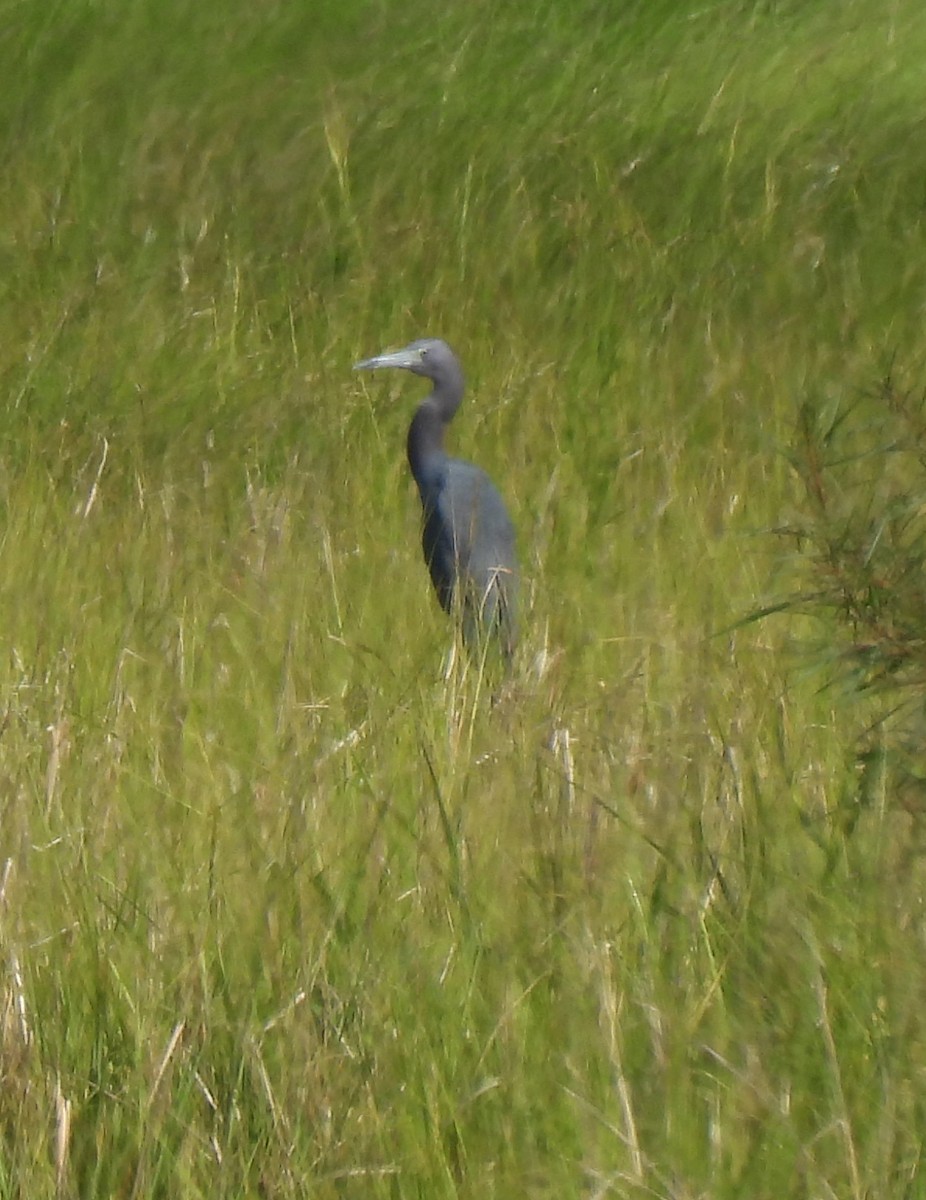 Little Blue Heron - ML639838760