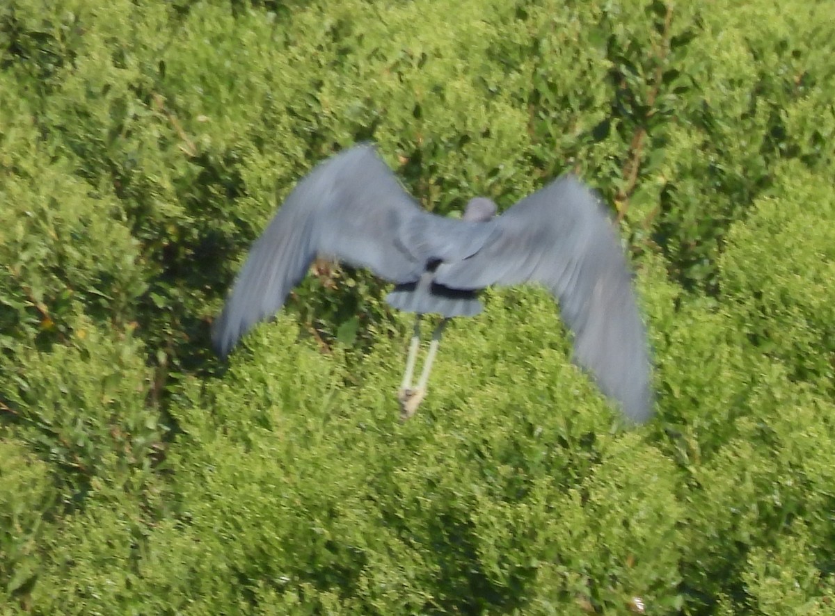 Little Blue Heron - ML639838761