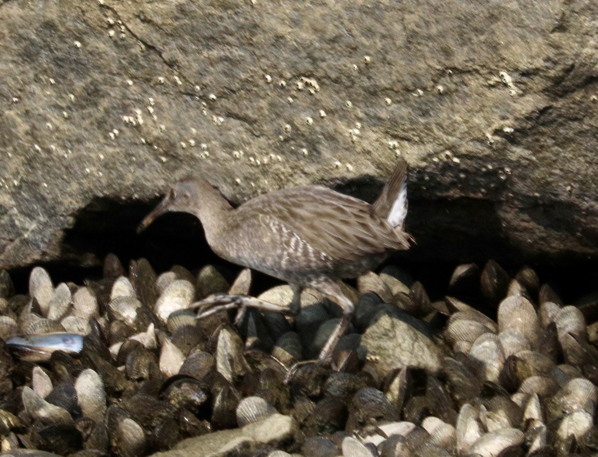Clapper Rail - ML639838765