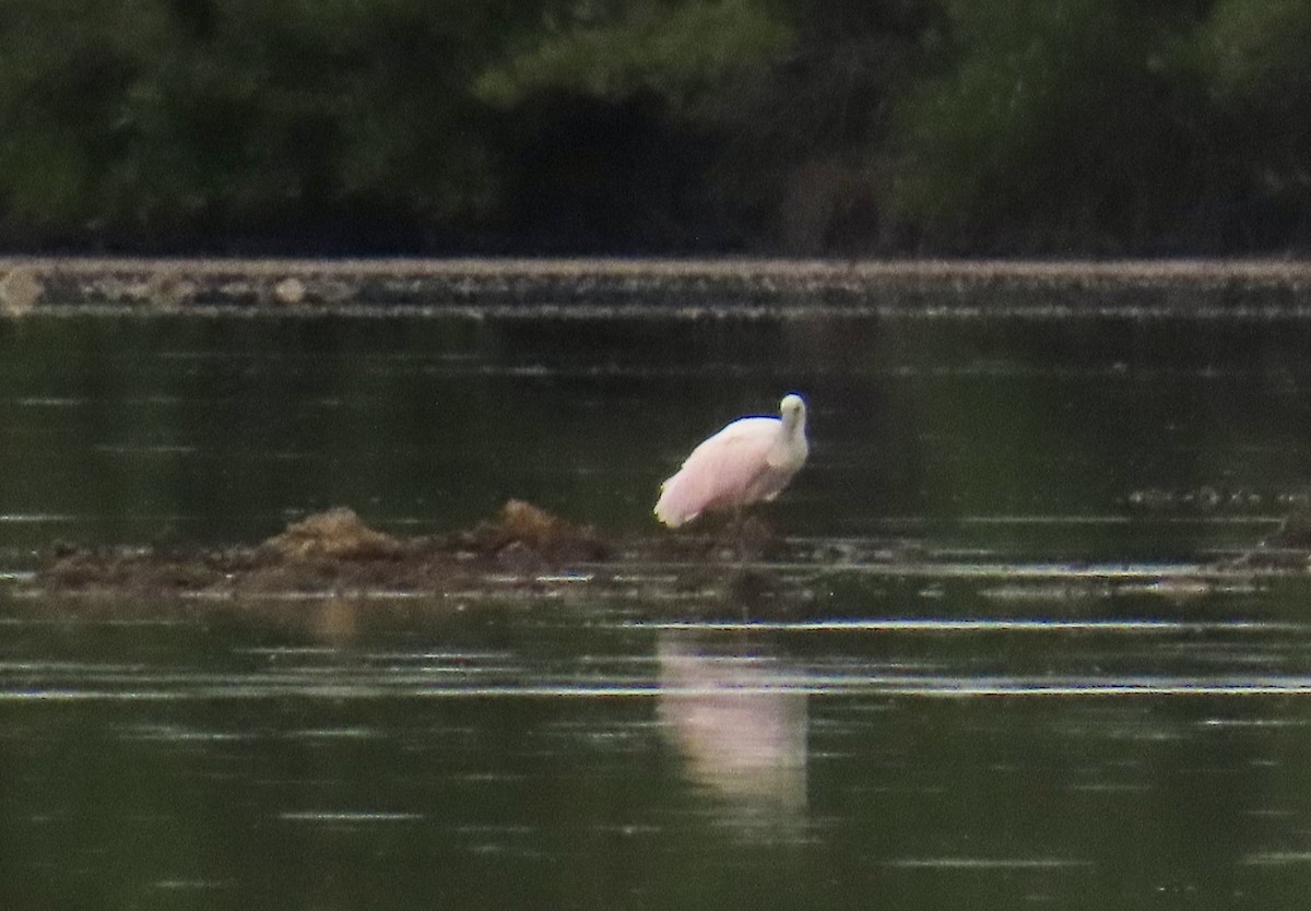Roseate Spoonbill - ML639838774