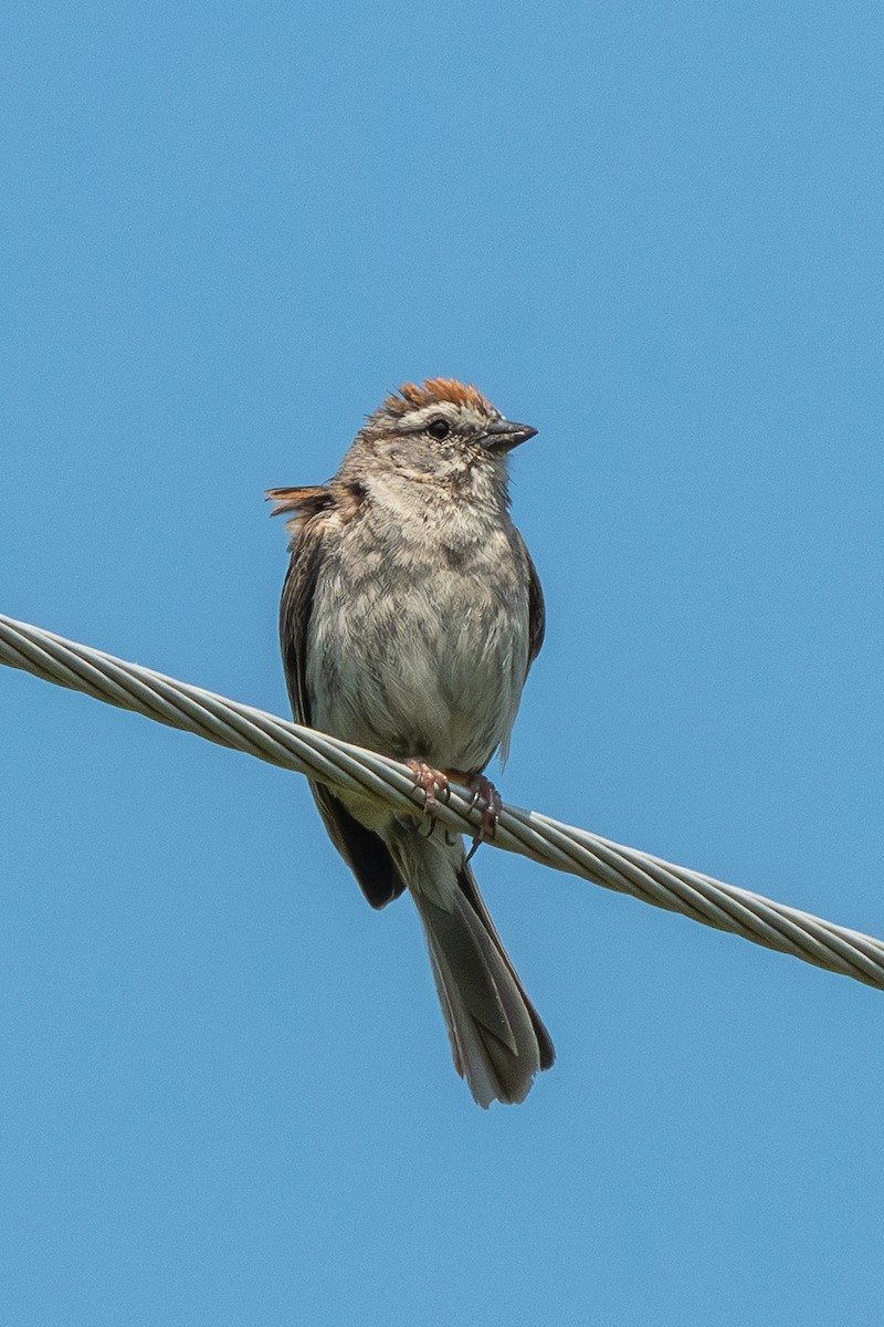 Chipping Sparrow - ML639838775
