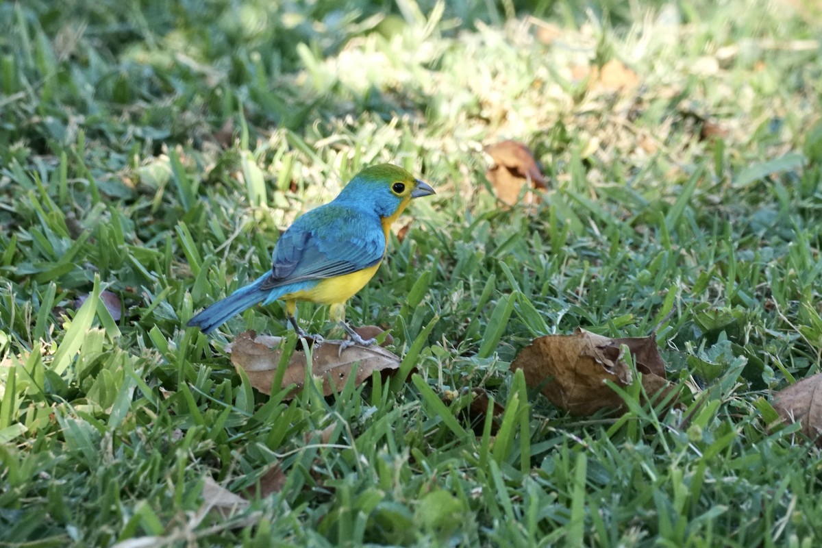Orange-breasted Bunting - ML639838808