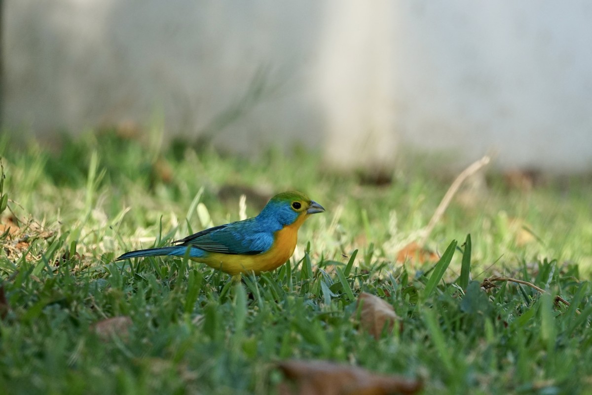 Orange-breasted Bunting - ML639838830