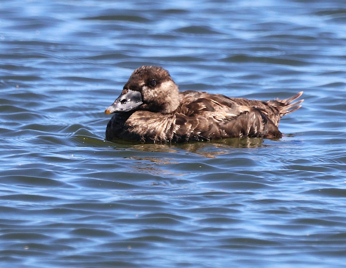 Surf Scoter - ML639838850