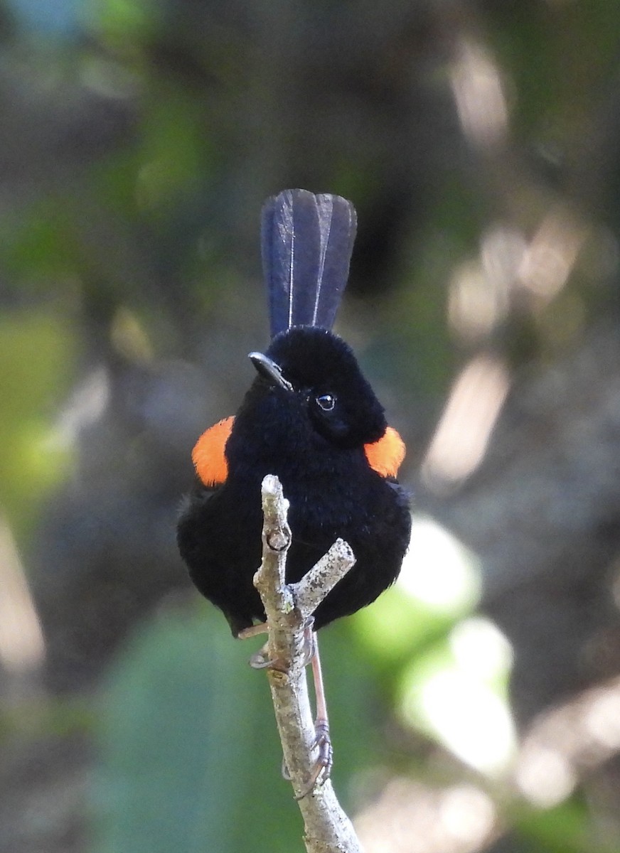 Red-backed Fairywren - ML639838896