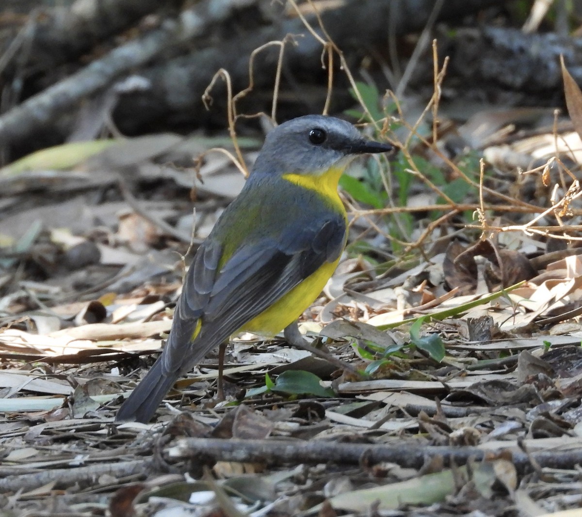 Eastern Yellow Robin - ML639838948
