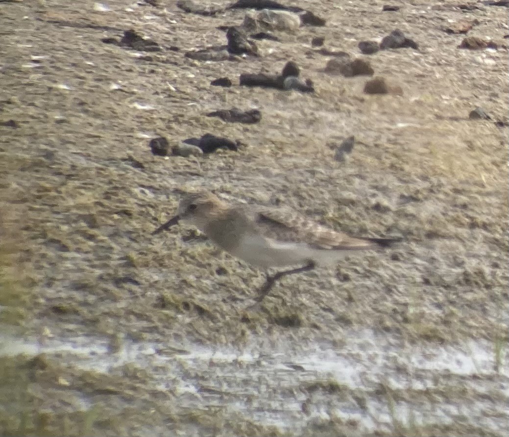 Baird's Sandpiper - ML639838957