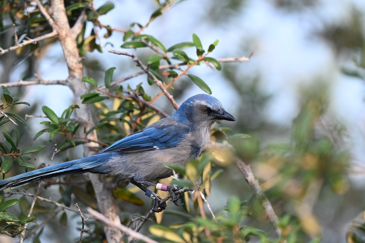 Florida Scrub-Jay - ML639838995