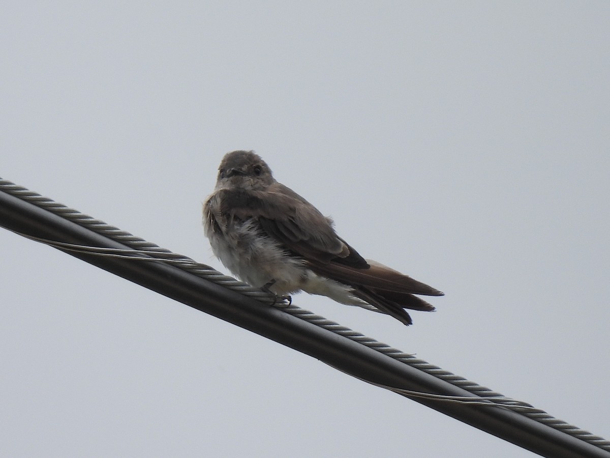 Northern Rough-winged Swallow - ML639839012