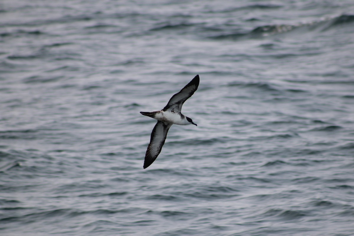 Great Shearwater - ML639839016