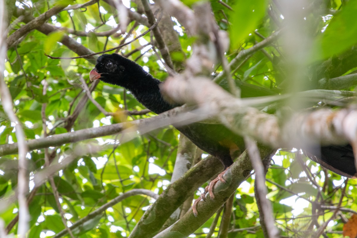 Crestless Curassow - ML639839017