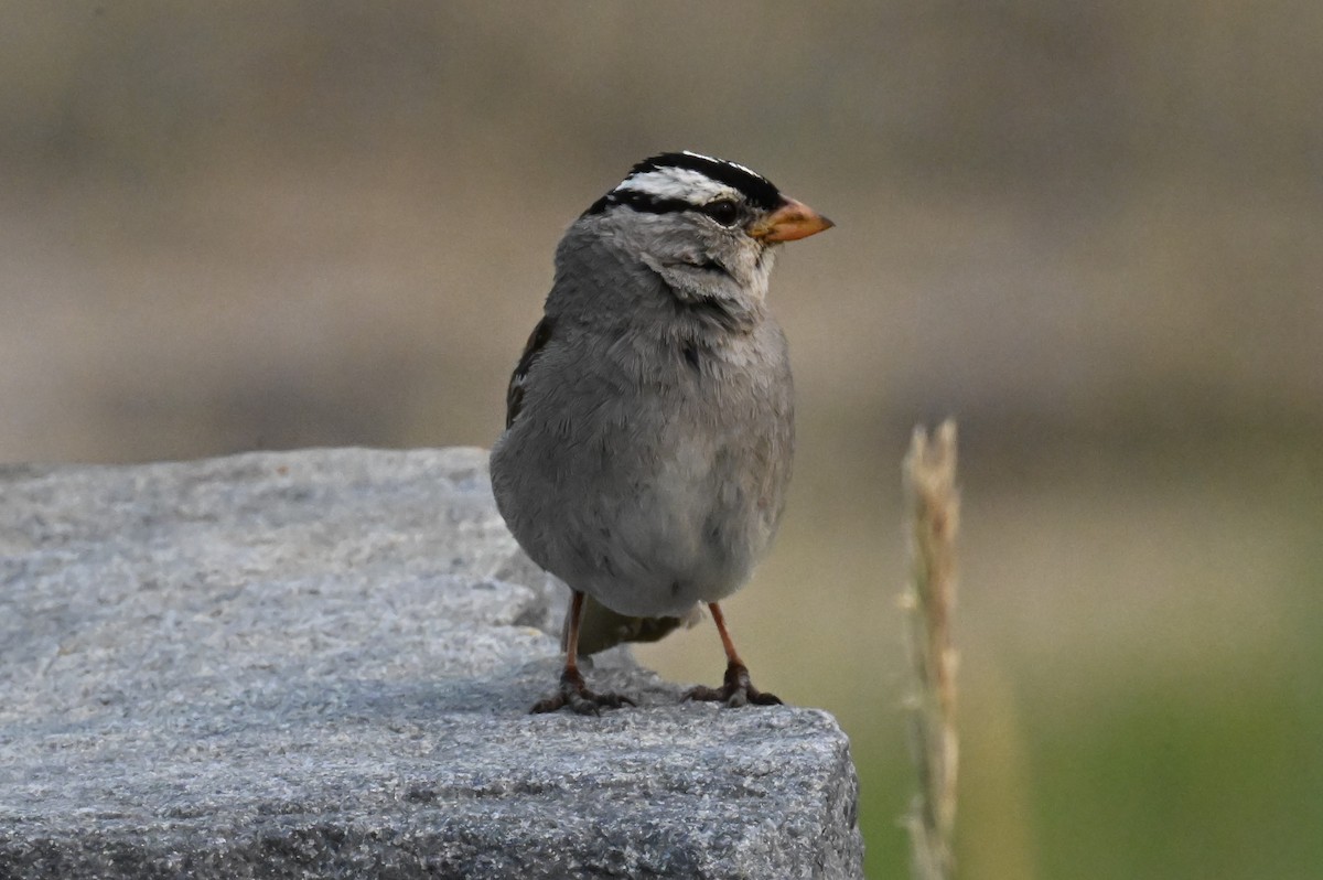 White-crowned Sparrow - ML639839027