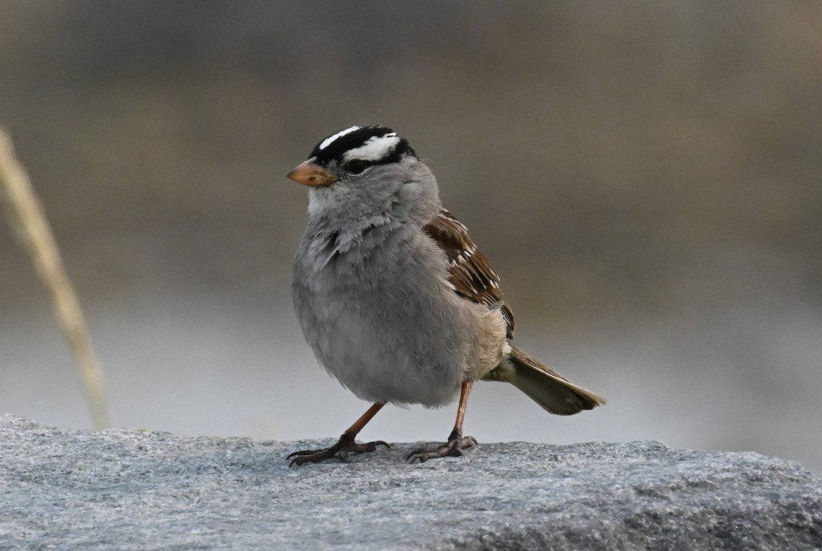 White-crowned Sparrow - ML639839043