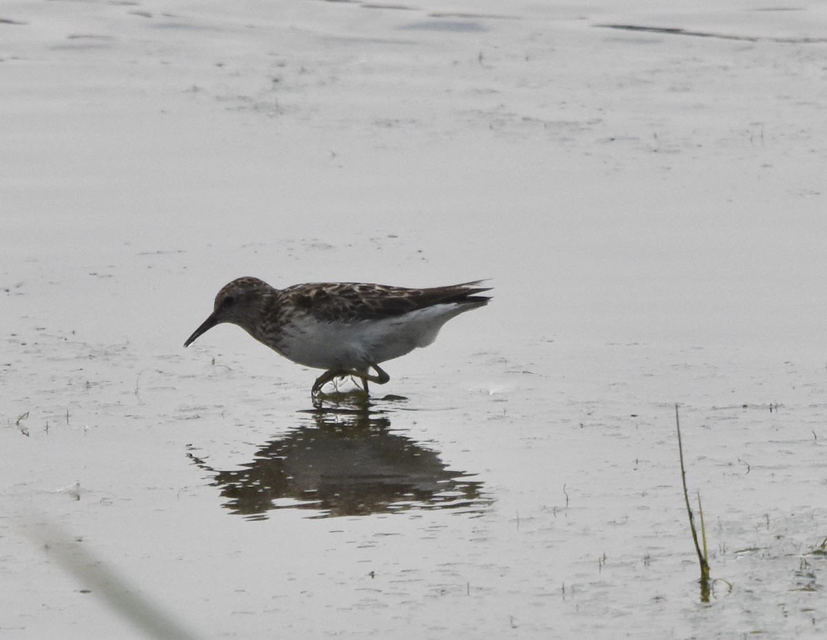 Least Sandpiper - ML639839085