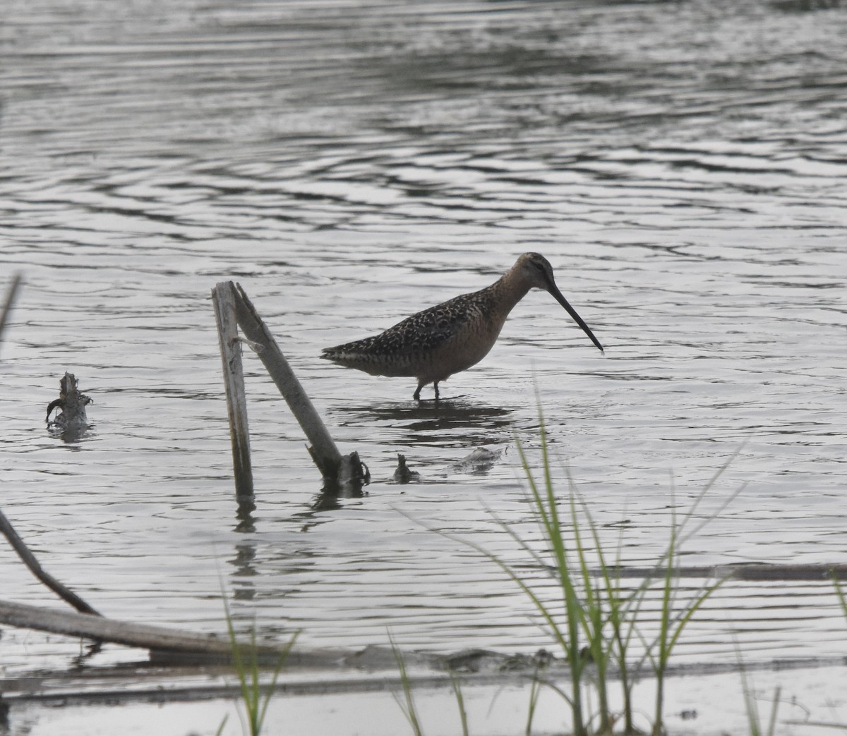 Long-billed Dowitcher - ML639839086