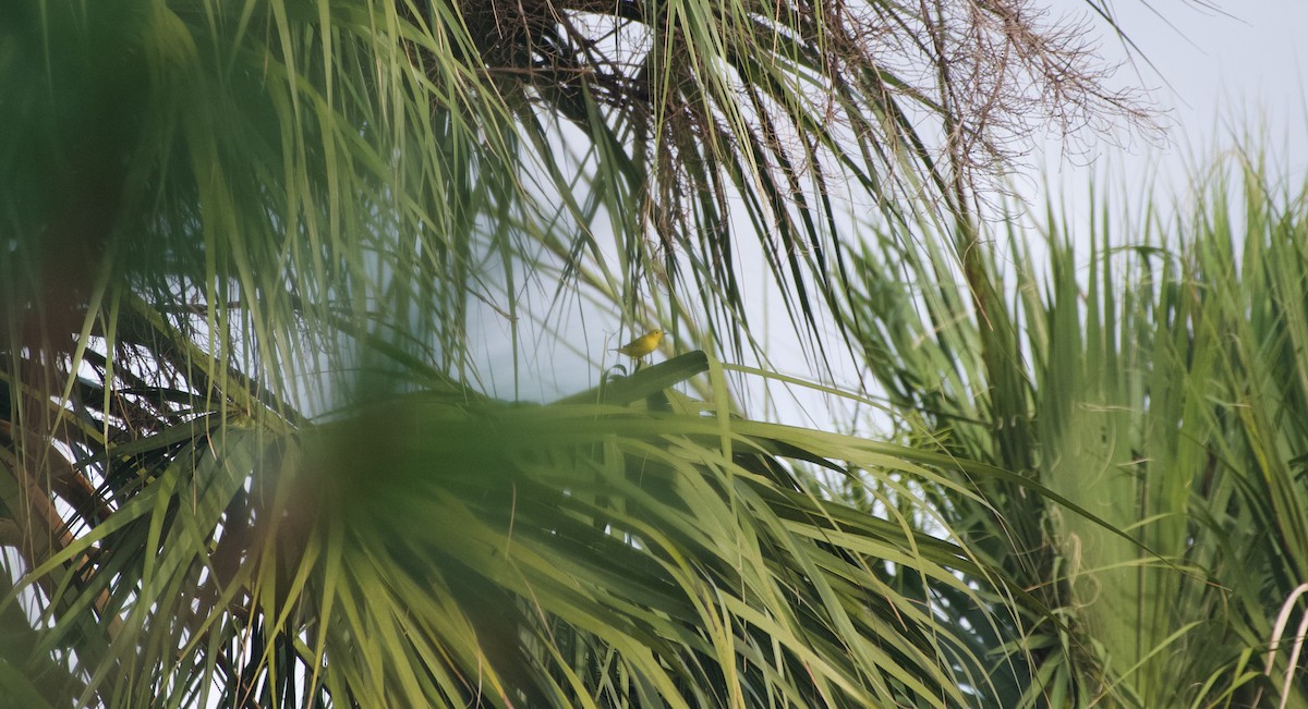 Yellow Warbler (Northern) - ML639839134