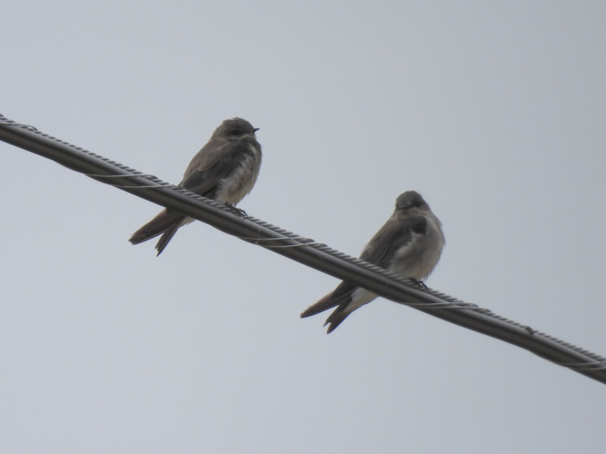 Northern Rough-winged Swallow - ML639839175