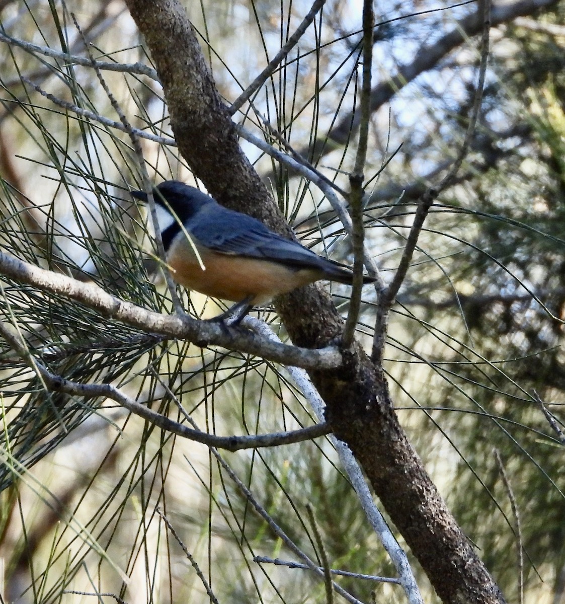 Rufous Whistler - ML639839242