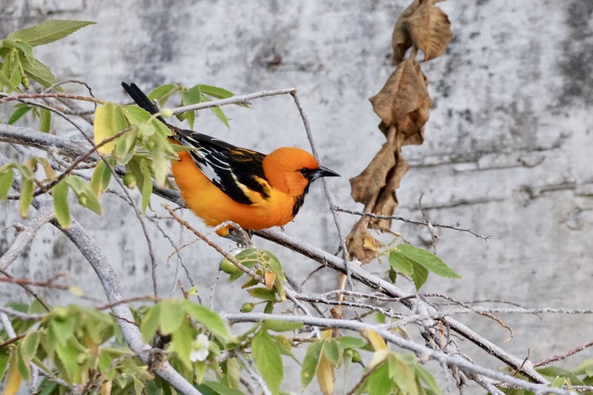 Streak-backed Oriole - ML639839263