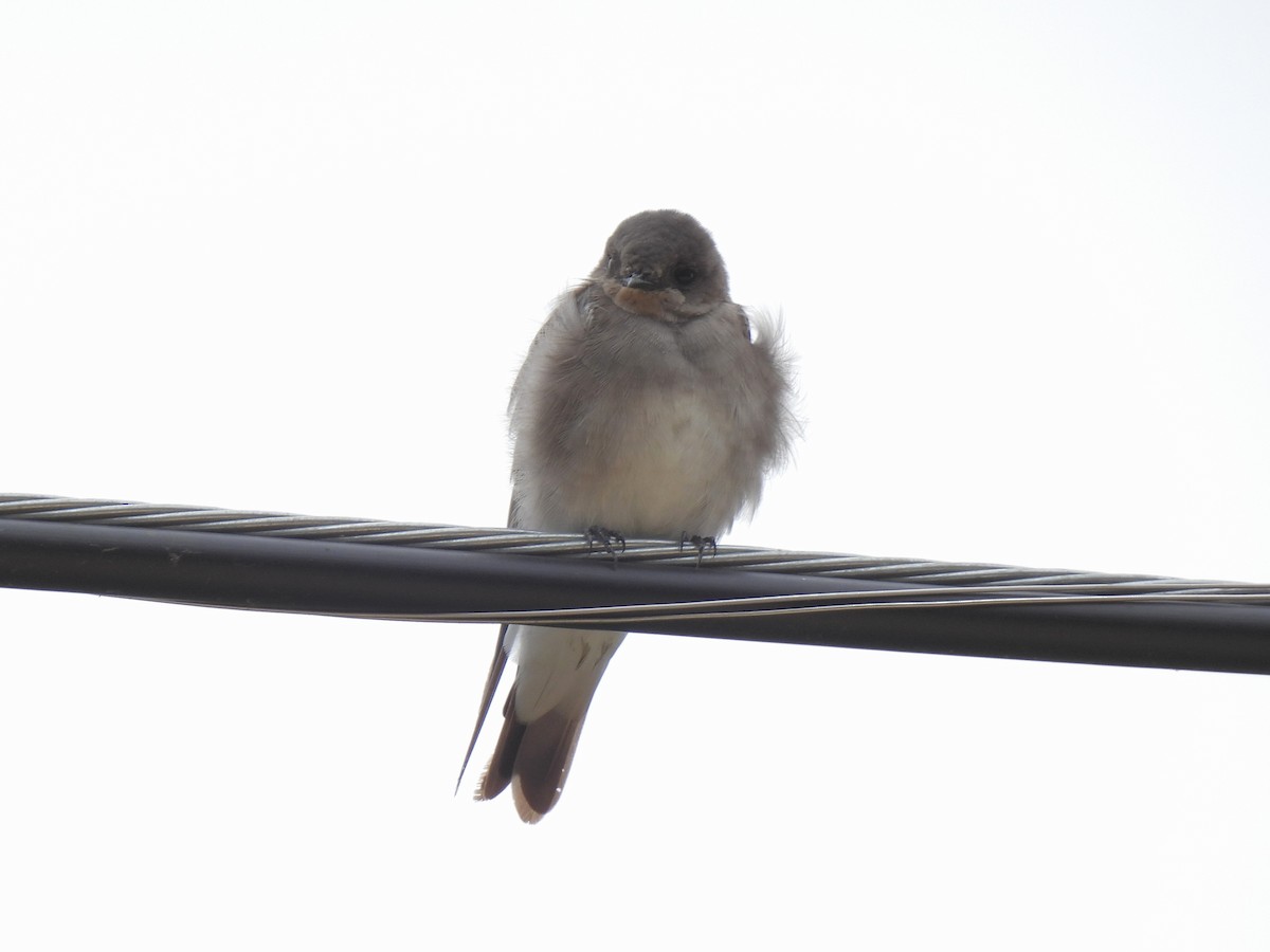 Northern Rough-winged Swallow - ML639839266