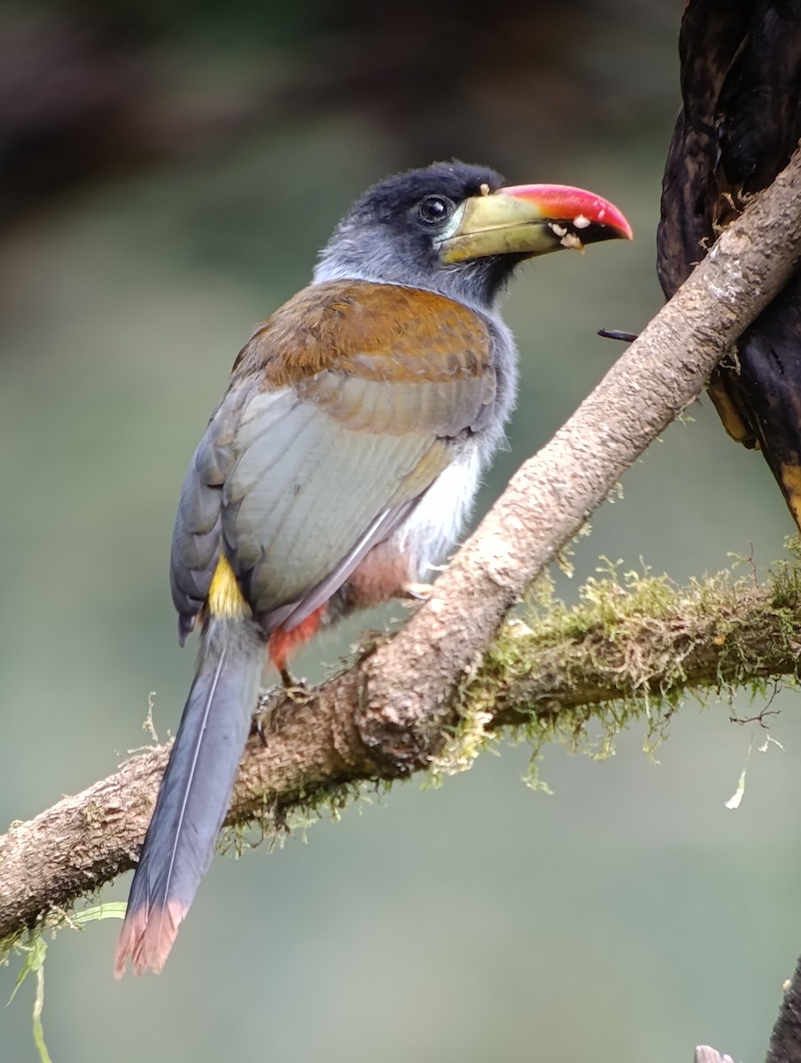 Gray-breasted Mountain-Toucan - ML639839267